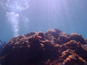 式根島お気に入りの写真