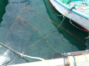 足付漁港の水質