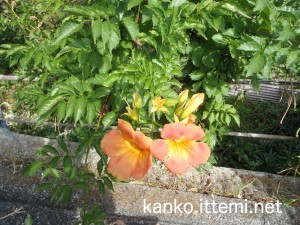 式根島　道の花