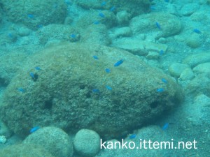 中ノ浦海水浴場（水中１）