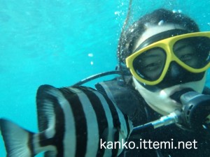 あみとシマシマの魚