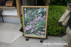 長谷寺案内所の紫陽花（あじさい）の写真