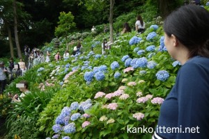 長谷寺の紫陽花