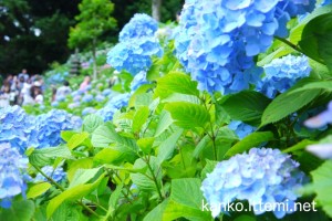 長谷寺の紫陽花